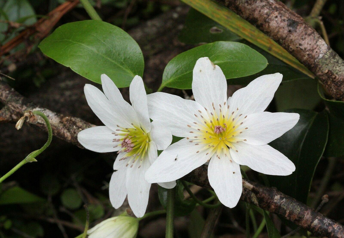 25 Climbing Clematis vine flower seeds - Seed World