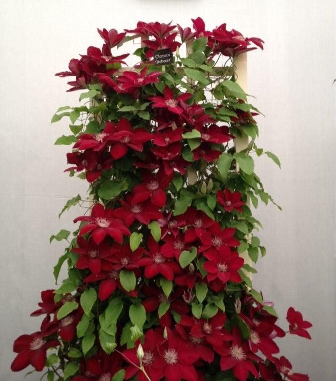 25 Climbing Clematis vine flower seeds - Seed World