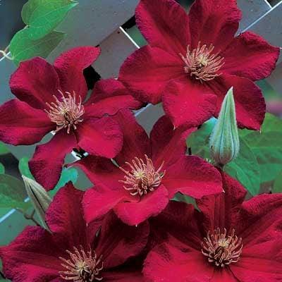 25 Climbing Clematis vine flower seeds - Seed World