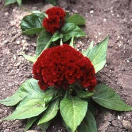 25 Cockscomb Carmine Seeds - Seed World