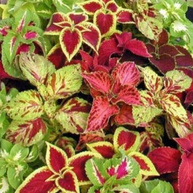 25 Coleus Wizard Velvet Flower Seeds - Seed World