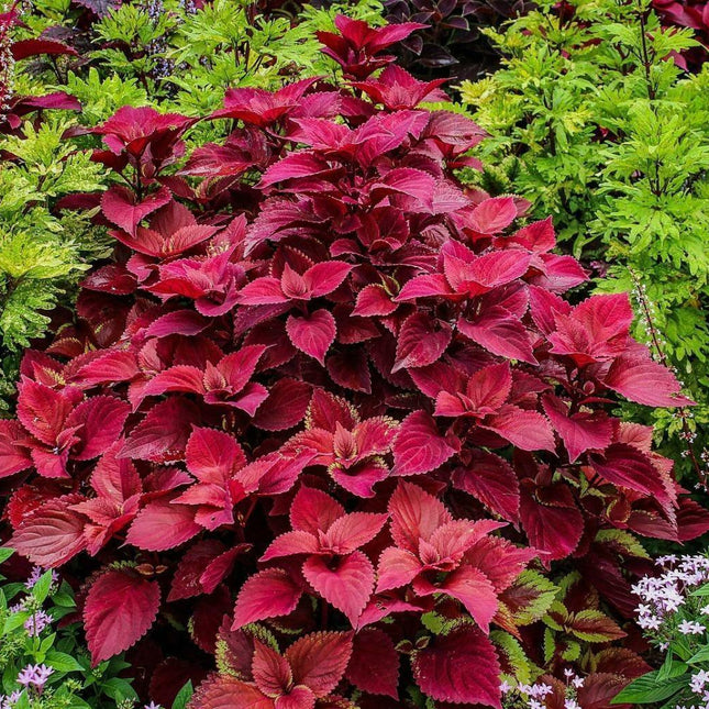 25 Coleus ‘Wizard Velvet Red’ Seeds – Shade-Tolerant, Vivid Burgundy Foliage - Seed World