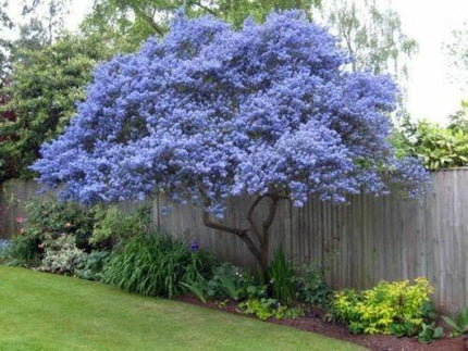 25 Creeping Mountain Lilac Tree Seeds - Seed World
