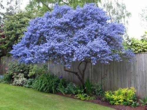 25 Creeping Mountain Lilac Tree Seeds - Seed World
