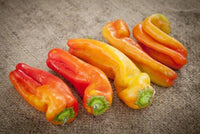 25 Cubanelle Sweet Pepper Seeds (NON-GMO) - Seed World