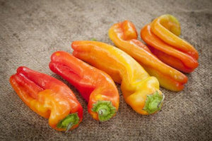 25 Cubanelle Sweet Pepper Seeds (NON-GMO) - Seed World