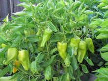25 Cubanelle Sweet Pepper Seeds (NON-GMO) - Seed World