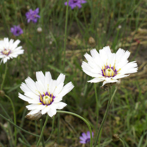 25 Cupids Dart Seeds - White - Seed World