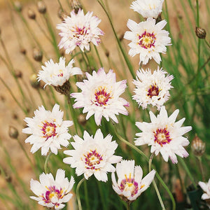 25 Cupids Dart Seeds - White - Seed World