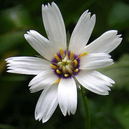 25 Cupids Dart Seeds - White - Seed World
