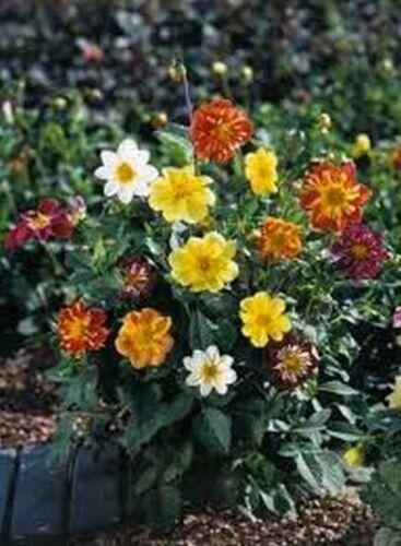 25 Dahlia Dandy Mix Seeds - Seed World