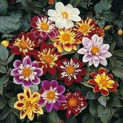 25 Dahlia Dandy Mix Seeds - Seed World