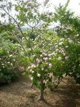 25 Dais Cotinifolia Pompom Tree Seeds - Seed World