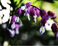 25 Dark Purple Bleeding Heart Seeds - Seed World