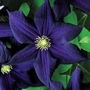 25 Dark Purple Clematis Seeds - Seed World