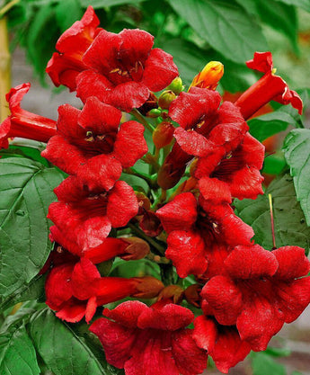25 Dark Red Hummingbird Trumpet Vine Seeds - Seed World