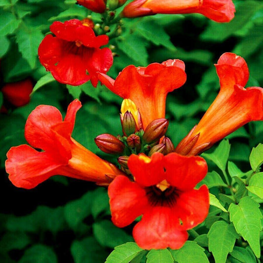 25 Dark Red Hummingbird Trumpet Vine Seeds - Seed World
