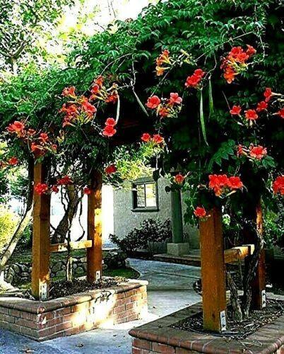 25 Dark Red Hummingbird Trumpet Vine Seeds - Seed World