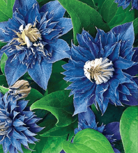 25 Double Blue Clematis Seeds - Seed World