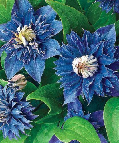 25 Double Blue Clematis Seeds - Seed World