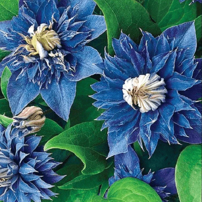 25 Double Blue Clematis Seeds - Seed World