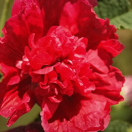 25 Double Carnival Rosy Red Hollyhock Seeds - Seed World