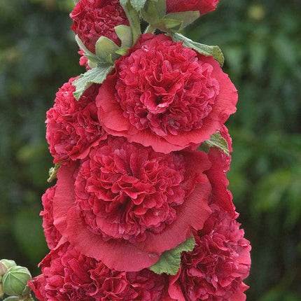25 Double Carnival Rosy Red Hollyhock Seeds - Seed World