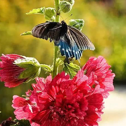 25 Double Carnival Rosy Red Hollyhock Seeds - Seed World