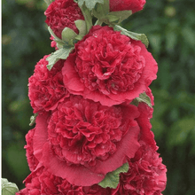 25 Double Carnival Rosy Red Hollyhock Seeds - Seed World