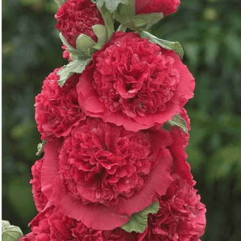 25 Double Carnival Rosy Red Hollyhock Seeds - Seed World