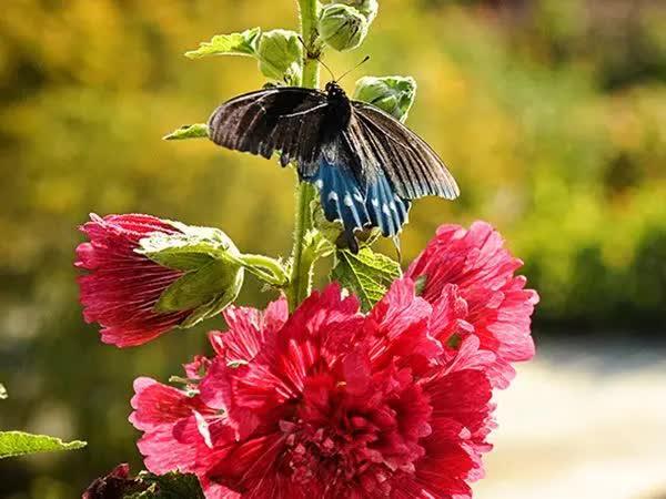 25 Double Carnival Rosy Red Hollyhock Seeds - Seed World