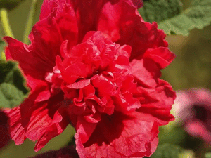 25 Double Carnival Rosy Red Hollyhock Seeds - Seed World