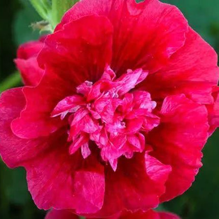 25 Double Carnival Rosy Red Hollyhock Seeds - Seed World