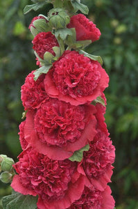 25 Double Carnival Rosy Red Hollyhock Seeds - Seed World