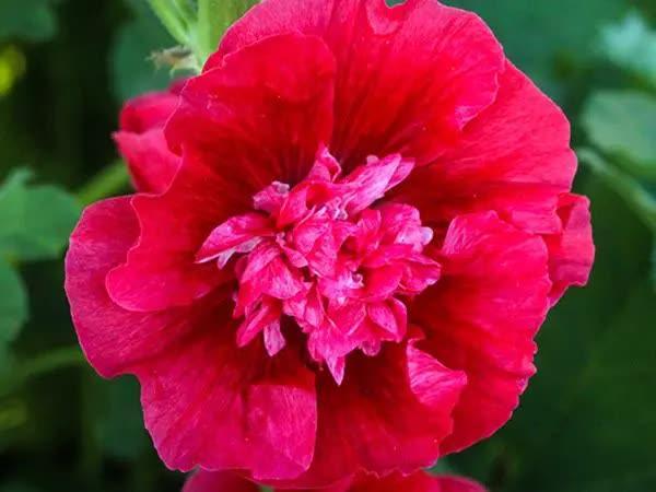25 Double Carnival Rosy Red Hollyhock Seeds - Seed World