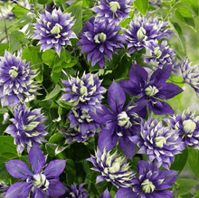 25 Double Dark Purple Clematis Seeds - Seed World