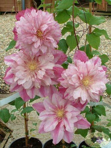 25 Double Light Pink Clematis Seeds - Seed World