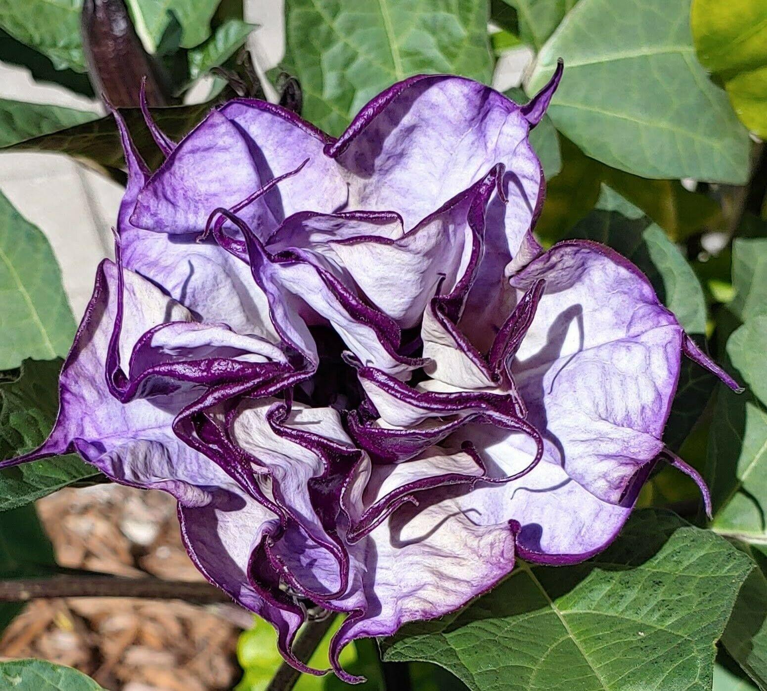 25 Double Purple Datura Seeds - Seed World