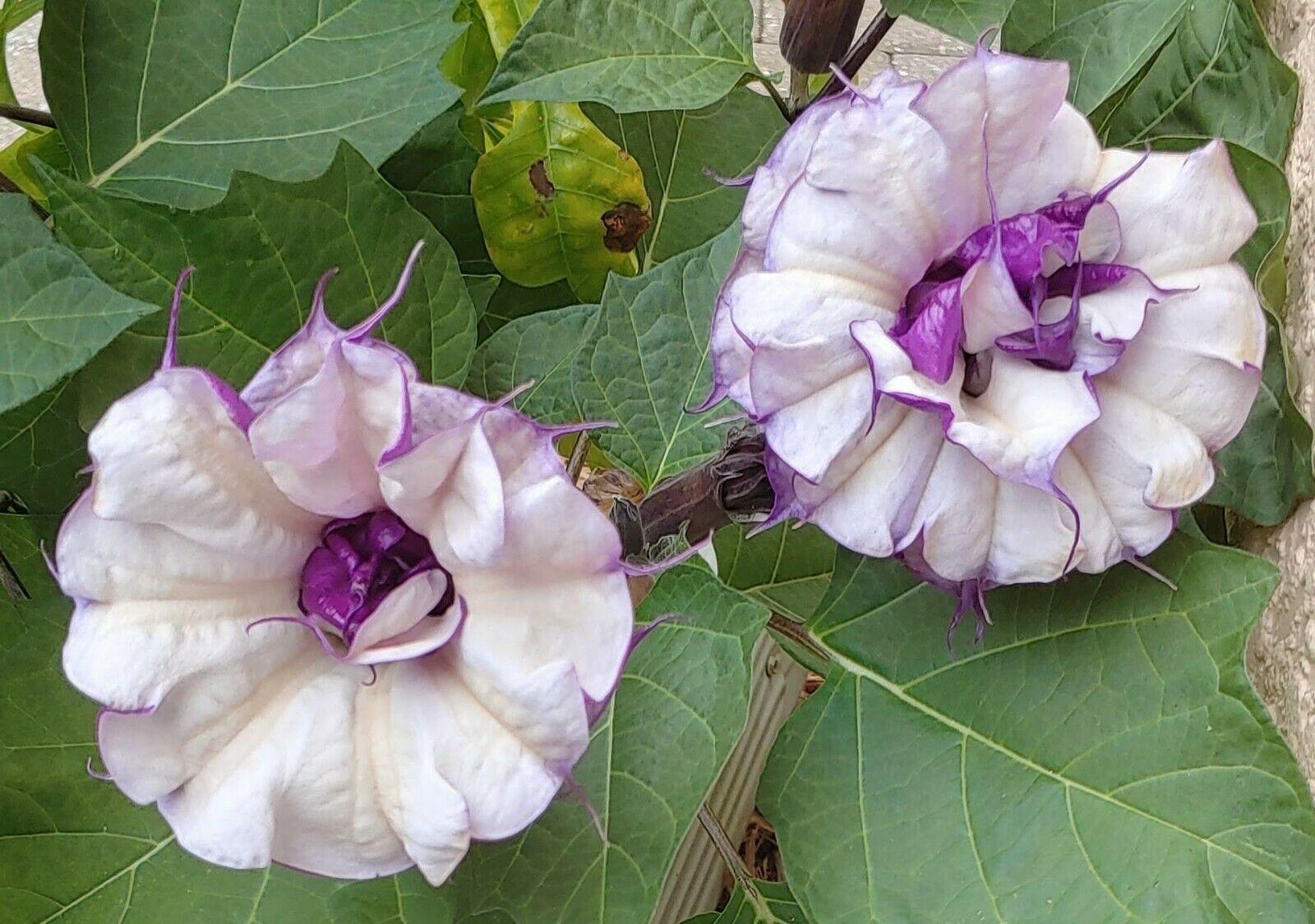 25 Double Purple Datura Seeds - Seed World