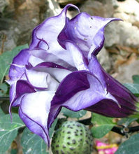 25 Double Purple Datura Seeds - Seed World