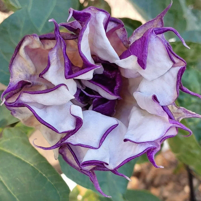 Close-up of a purple and white flower with green leaves in the background