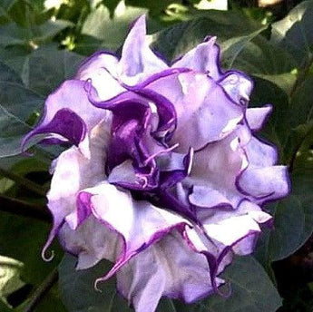 25 Double Purple Datura Seeds - Seed World