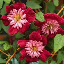 25 Double Red Clematis Seeds - Seed World