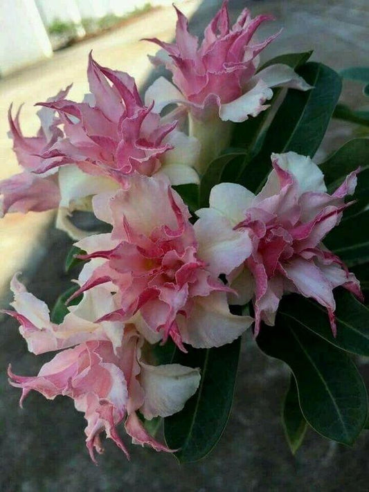 25 Double White Pink Clematis Seeds - Seed World