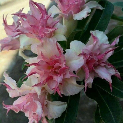 25 Double White Pink Clematis Seeds - Seed World