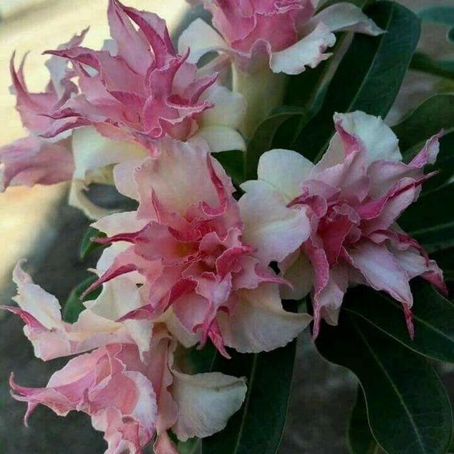 25 Double White Pink Clematis Seeds - Seed World