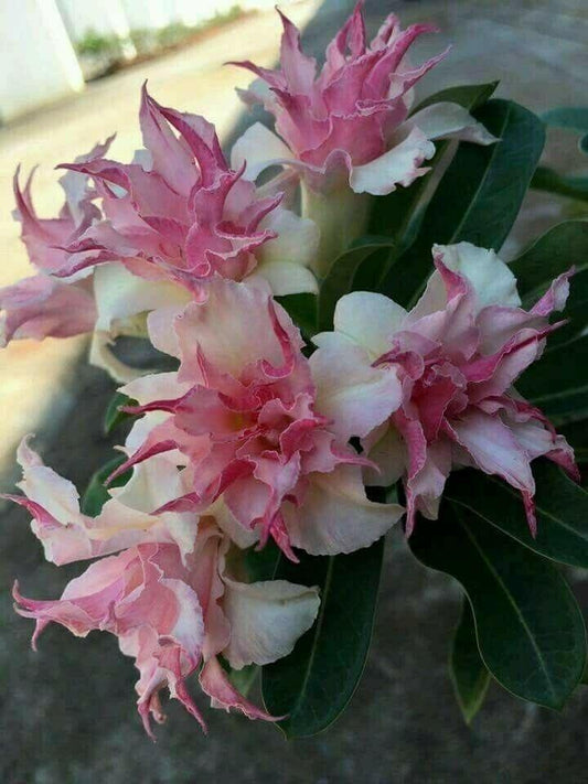25 Double White Pink Clematis Seeds - Seed World