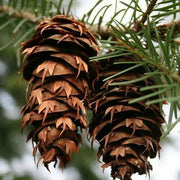 25 Douglas Fir (Pseudotsuga Menziesii Glauca) Tree Seeds - Seed World