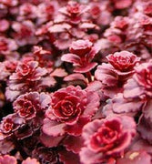 100 Dragon's Blood Sedum Seeds - Seed World