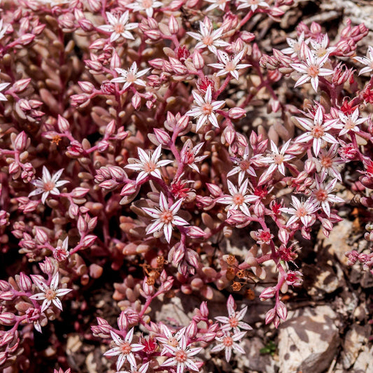 100 Dragon's Blood Sedum Seeds - Seed World